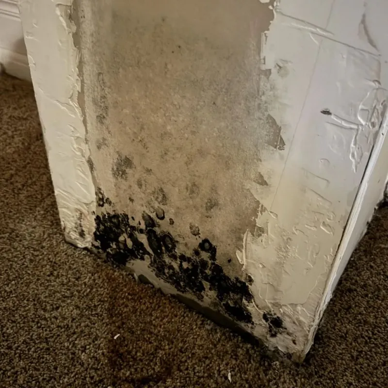 Professional Mold Removal in Princeton, WI